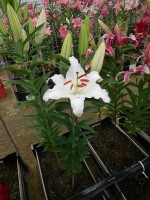 [4283 Robin Van Galen Mak No01.JPG]